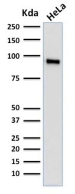 TLE1, Mouse anti-Human, Clone: TLE1/2062, Novus Biologicals 100 ug; Unconjugated:Antibodies,